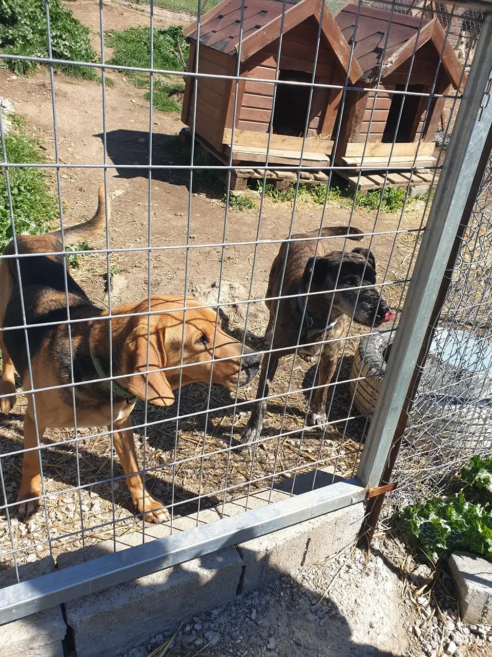 Students participating in the Sunrise Movement Initiative visited Animal Shelter Stray Planet